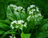 Fleurs blanches délicates de l'ail des ours, plante sauvage prisée pour sa culture et ses usages culinaires.