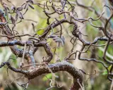 Gros plan sur les branches torsadées d'un saule tortueux, certaines portant des chatons discrets.