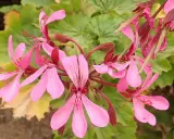 Grappe de fleurs de géranium zonal rose pâle, avec des feuilles vertes dentelées en arrière-plan.