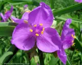 Fleurs violettes de l'éphémère de Virginie, aux pétales doux et aux étamines jaunes éclatantes, se dressent fièrement dans un jardin verdoyant.