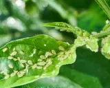 Pucerons sur une feuille, signe d'une haie en maladie. Un traitement est nécessaire pour sauver la plante.