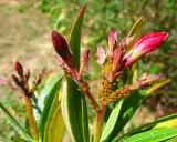Gros plan sur des bourgeons de laurier rose infestés de pucerons, signe d'une maladie. Les feuilles commencent à sécher.