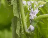 Gros plan sur une tige de plante envahie par des cochenilles cotonneuses, nécessitant un traitement rapide.