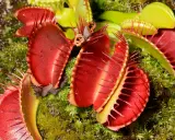 Plante carnivore aux pièges rouges vifs, prête à attraper une mouche.