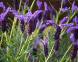Fleurs de lavande papillon, idéales pour un entretien facile au jardin. Leurs épis violets attirent les pollinisateurs.