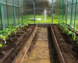 Jeunes plants de tomates dans une serre, prêts à tuteurer. Des tuteurs verts sont déjà en place pour soutenir leur croissance.