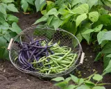 Panier de haricots verts et violets fraîchement cueillis dans une plantation de haricot vert grimpant.
