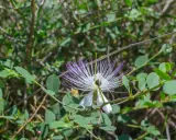 Fleur de câprier blanche et violette, aux longues étamines, épanouie sur un buisson verdoyant.