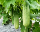 Concombres mûrs pendant à la vigne. Combien de pieds de concombre pour 2 personnes ? Une belle récolte en perspective !