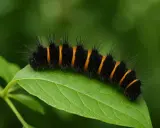 Une noctuelle petite chenille noire sans poil, aux rayures orange vif, se promène sur une feuille verte.