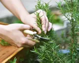 Mains coupant une branche de romarin avec des ciseaux. La récolte du romarin pour la cuisine ou les infusions.