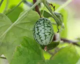 Un petit concombre du Mexique, orné de motifs verts et blancs, pend à une tige entourée de feuilles luxuriantes.