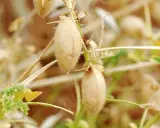 Gousses de pois chiche mûres sur leur tige, prêtes pour la récolte. La culture du pois chiche est essentielle pour l'alimentation.