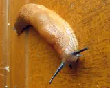 Une limace orange grimpe sur une surface en bois. Une invasion de limaces, pourquoi tant de ces créatures rampantes ?