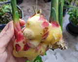 Main d'une personne tenant une plante de gingembre fraîchement récoltée, avec des rhizomes jaunes et des touches de rouge à la base des tiges vertes.