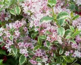 Gros plan sur un arbuste de weigelia aux fleurs roses et blanches, avec un feuillage panaché vert et blanc. Sa hauteur est idéale pour un massif.