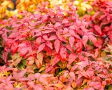Feuillage d'un bambou sacré aux teintes rouges et orangées, évoquant la chaleur de l'automne.