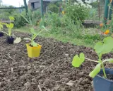 Jeunes plants de courgette prêts à être repiqués dans le potager. Le sol est préparé, les fleurs de coquelicot annoncent l'été.
