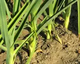 Des poireaux plantés à bonne distance dans la terre, leurs longues feuilles vertes se dressent fièrement.