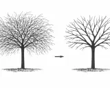 Illustration montrant un arbre touffu avant et un arbre élagué après. C'est une bonne idée pour savoir quand tailler les arbres fruitiers.