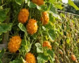 Des concombres kiwano, fruits épineux orange vif, poussent sur une treille. La culture du concombre est ici mise en avant.
