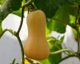 Courge butternut mûre, suspendue à sa tige verte, entourée de feuilles luxuriantes.
