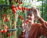 Une femme souriante cueille des tomates cerises mûres dans un jardin. Elle semble gourmande et prête à déguster ces fruits frais.