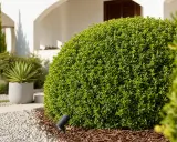 Un pittosporum bien taillé, prêt pour l'été. Un éclairage discret souligne sa forme arrondie.
