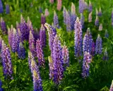 Champ de lupins fleurs aux teintes violettes et bleues, baigné par la lumière du soleil.