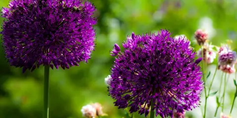 Deux magnifiques boules d'ail d'ornement violettes se dressent fièrement dans un jardin verdoyant, leurs fleurs étoilées capturant la lumière du soleil.