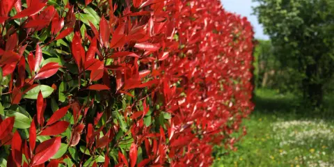 Un mur végétal de photinia aux feuilles rouges éclatantes, contrastant avec le vert des arbres et l'herbe fleurie.