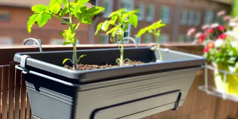 Jeunes plants de tomates dans un arbuste en pot sur un balcon, prêts à pousser.