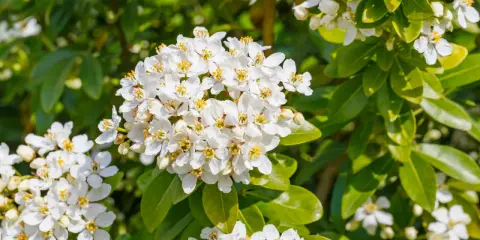 Gros plan sur des grappes de fleurs blanches parfumées de l'oranger du Mexique, aux feuilles vertes brillantes. Une taille bien taillée révèle sa floraison abondante.