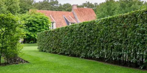Une haie dense et bien taillée, un type de haie pour clôture, borde une pelouse verte devant une maison au toit de tuiles.