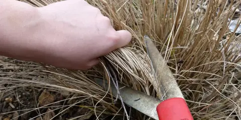 Main tenant, quand couper les graminées. Une main saisit des brins secs avant de les couper avec des cisailles de jardinage.