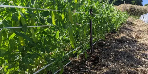 Des gousses de petits pois mûres pendent sur des tiges vertes, soutenues par des fils. La culture de petits pois prospère dans le sol paillé.