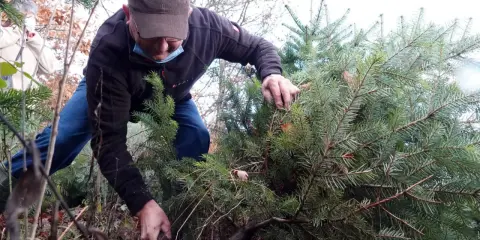 Un homme en tenue décontractée est en train de couper son sapin de Noël dans une forêt. Une autre personne est visible en arrière-plan.