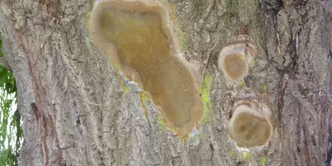 Écorce de saule pleureur marquée par une maladie, avec des plaies suintantes et une croissance fongique verdâtre.