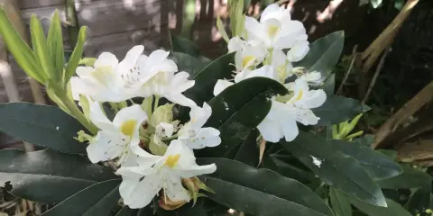 Un magnifique rhododendron en pot, aux fleurs blanches et jaunes, s'épanouit près d'une clôture en bois.