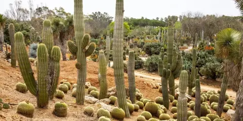 Un jardin luxuriant de cactus exterieur resistant au gel, avec des spécimens imposants et des coussins de petites boules épineuses sur le sol sablonneux.