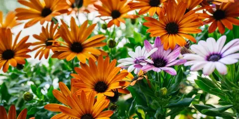 Magnifique **osteospermum floraison** aux teintes orangées et violettes, un spectacle de couleurs vives et de pétales délicats.