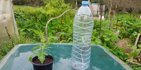 Système d'arrosage par capillarité avec une ficelle reliant une bouteille d'eau à un plant de tomate.
