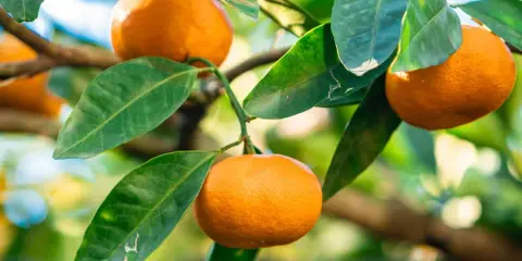 Un mandarinier en pot porte des fruits mûrs et des feuilles vertes luxuriantes, prêts à être cueillis.