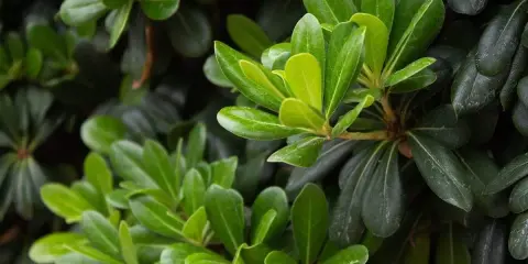 Feuilles vertes et brillantes d'un Pittosporum tenuifolium, contrastant avec des feuilles plus sombres.