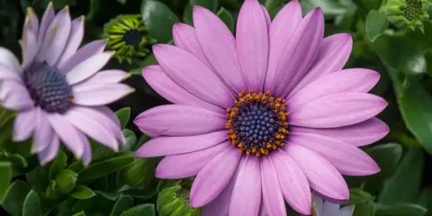 Gros plan d'une osteospermum fleur ressemblant à une marguerite, aux pétales violets et au cœur bleu et orange.