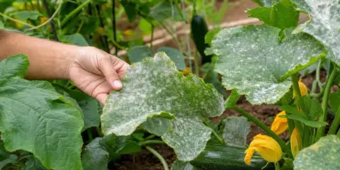 Main d'un jardinier examinant une feuille de courgette atteinte de mildiou. Des taches blanches poudreuses recouvrent la surface.