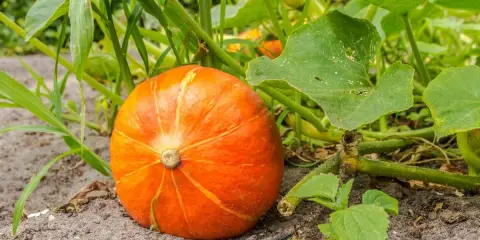 Un plant de potiron mûr, d'un orange vif, repose sur la terre, entouré de feuilles vertes luxuriantes.