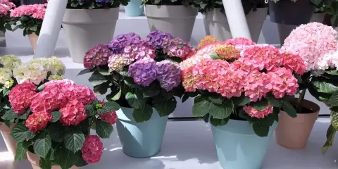 Des hortensias en pot extérieur aux couleurs vives : roses, violets et blancs. Ces magnifiques fleurs apportent une touche de gaieté.
