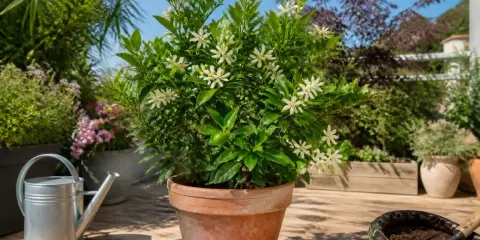 Un oranger du Mexique en pot, orné de petites fleurs blanches, sur une terrasse ensoleillée. Arrosoir et outils de jardinage à proximité.