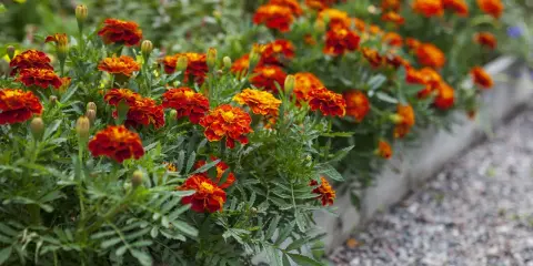Un parterre d'oeillet d'inde en jardinière, aux couleurs vives rouge et orange, borde un chemin de gravier.